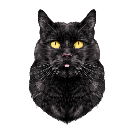 Cat Breed Maine Coon Face Sketch Vector Color Drawing Royalty Free
