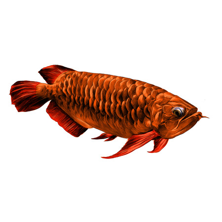 アルアナ魚泳ぐ横スケッチ ベクトル グラフィック カラー写真 のイラスト素材 ベクタ Image アルアナ魚泳ぐ横スケッチ ベクトル グラフィック カラー写真 のイラスト素材 ベクタ Image