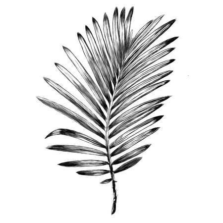 branch of a palm