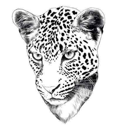 12 435 Leopard Dessin Imagenes Y Fotos 123rf
