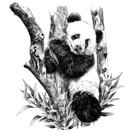 27 346 Pandabar Vektorgrafiken Cliparts Und Illustrationen Kaufen 123rf