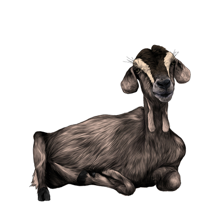 Girl goat with hanging from the bottom of the muzzle lies , sketch vector graphics color illustration on white background Banco de Imagens