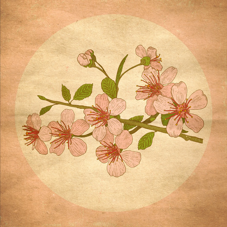 Peach flower: Illustration flowers of the cherry blossoms in vintage style