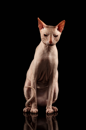 スフィンクスが座っている品種のピンクの猫 ブラック ミラーの分離の裸の猫 の写真素材 画像素材 Image 4105 スフィンクスが座っている品種のピンクの猫 ブラック ミラーの分離の裸の猫 の写真素材 画像素材 Image 4105