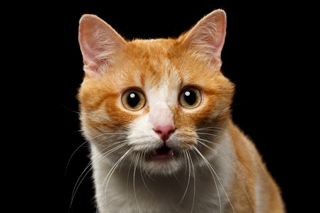 Closeup Surprised Ginger Cat with opened Mouth on Black background