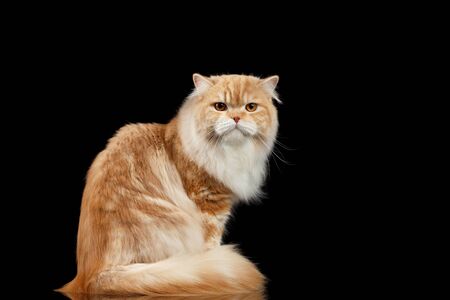 Immagini Stock Rosso Grande Adulto Gatto Persiano Arrabbiato Si