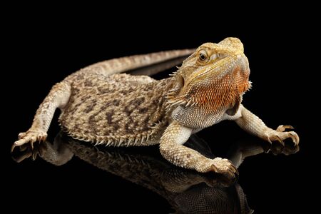 フトアゴヒゲトカゲ Pogona Vitticeps オーストラリアの半乾燥地域に乾燥の広い範囲で発生するキノボリトカゲ トカゲの種であります の写真素材 画像素材 Image フトアゴヒゲトカゲ Pogona Vitticeps オーストラリアの半乾燥地域に乾燥の広い範囲で発生するキノボリトカゲ トカゲの種であります の写真素材 画像素材 Image