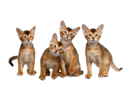 3 かわいいアビシニアン子猫に座って 耳と一緒に遊んで好奇心に見える 分離白背景 フロント ビュー カメラを見詰める の写真素材 画像素材 Image