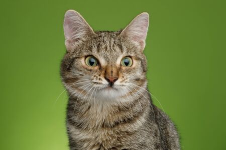 Portrait De Chat Inhabituel Avec Un Nez Large A La Recherche De Ridee Sur Fond Vert Vue De Face Banque D Images Et Photos Libres De Droits Image