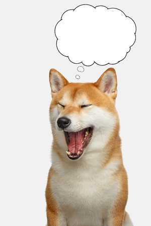 上正面 柴犬 イラスト リアル スーパーイラストコレクション