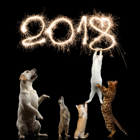 Cats, Dog and meerkat preparing for the new 2018 year, decorate sparklers digits or kitties want to steal Christmas, on isolated Black Background