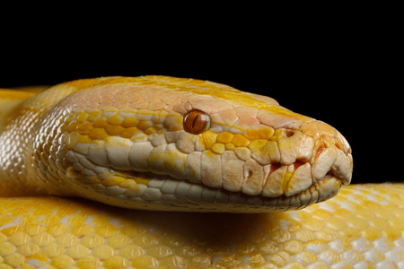 Close-up Head of Albino Python, Yellow skin - 97504298