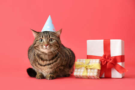 14 074 Joyeux Anniversaire Chat Imagenes Y Fotos 123rf