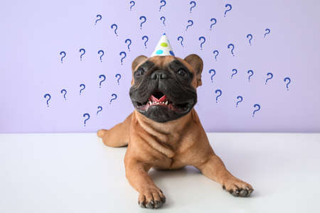 Cute french bulldog in party cone and question marks on color background