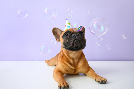 Cute french bulldog in party cone on color background Фото со стока
