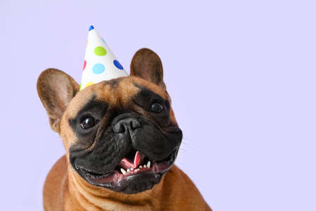 Cute french bulldog in party cone on color background