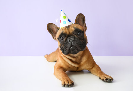Cute french bulldog in party cone on color background