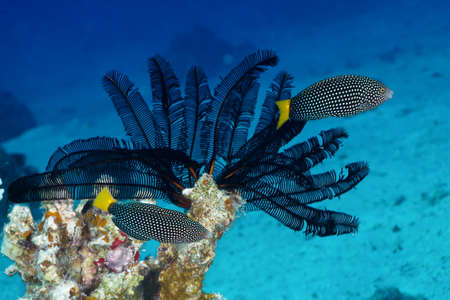 エジプト紅海で斑点を付けられたベラ Anampses Meleagrides の写真素材 画像素材 Image エジプト紅海で斑点を付けられたベラ Anampses Meleagrides の写真素材 画像素材 Image