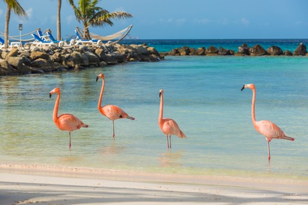 Flamingos on the aruba beach flamingo beach Stock Photo