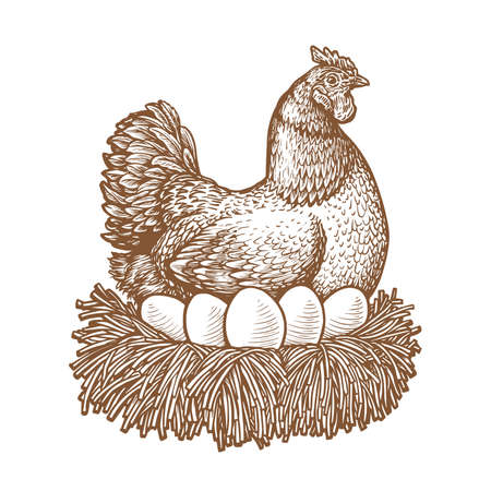 La poule de la ferme incube les œufs dans le nid. esquisse dessinée d'illustration vectorielle de poulet