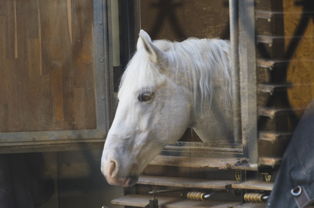 ハーネスの馬 目隠し 鞍 手綱 乗馬の他の属性 スポーツ乗馬 Karetnaya チーム の写真素材 画像素材 Image