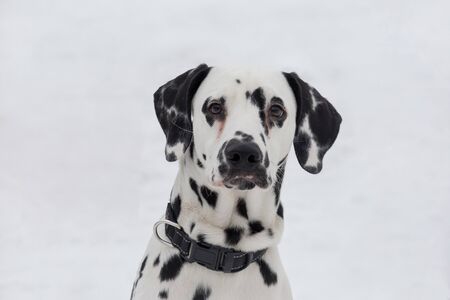 さまざまな色の目を持つダルメシアン犬の肖像画の写真素材・画像