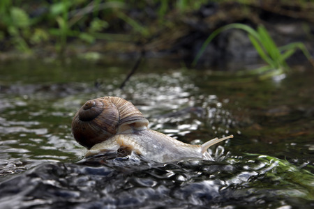 escargot rigolo: L'escargot boit sur la roche dans l'eau