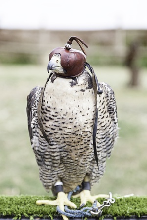 年末のプロモーション特価！ Halcon 鷹狩り、獲物の鳥、危険な動物、鷹狩り展の詳細の写真 洋書