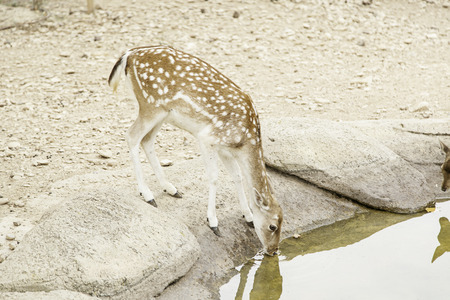 Deer drinking, detail animal nature mammal - 48518576