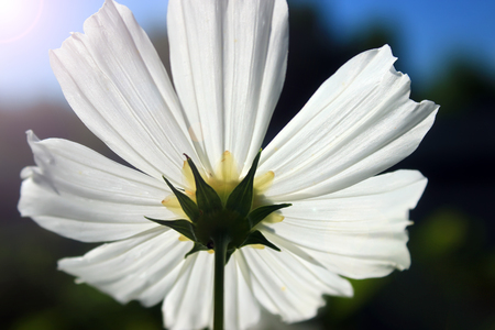 カラフルな花壇に Kosmeya 白い花夏背景の鮮やかな の写真素材 画像素材 Image カラフルな花壇に Kosmeya 白い花夏背景の鮮やかな の写真素材 画像素材 Image