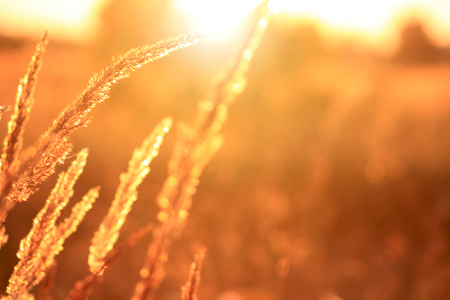 golden evening on the meadow rural summer backgrounds stock photo