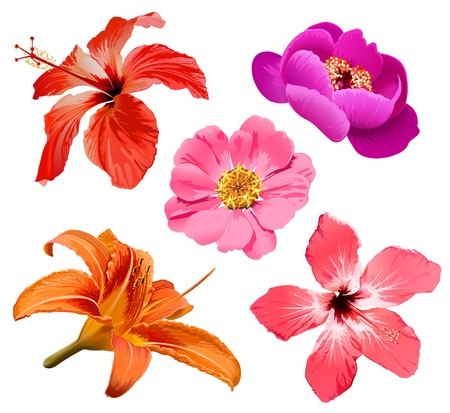 flowers vector set