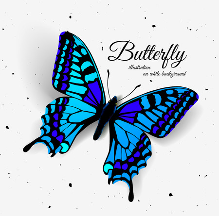 butterfly: Bướm thực tế. Vector hình minh họa của một cái nhìn đầu
