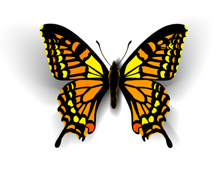 butterfly: Bướm thực tế. Vector hình minh họa của một cái nhìn đầu