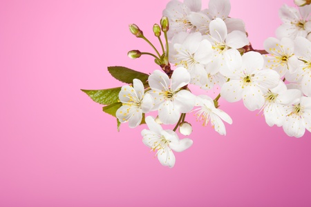 Close-up of cherry tree flowers on pink background