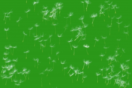 flying dandelions seed in form of a car pattern on green grass green form