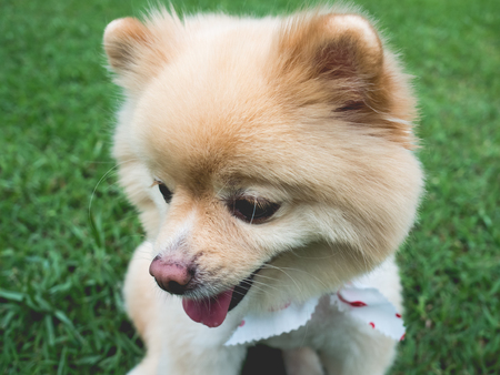 大きな黒い目と茶色の髪で幸せなポメラニアン犬リラックス屋外 の写真素材 画像素材 Image 7075