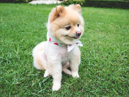 大きな黒い目と茶色の髪で幸せなポメラニアン犬リラックス屋外 の写真素材 画像素材 Image