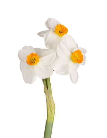 Seitenansicht Von Einem Stamm Und Gelbe Blume Eines Narziss Narzisse Triandrus Sorte Vor Einem Weissen Hintergrund Vertikale Isoliert Lizenzfreie Fotos Bilder Und Stock Fotografie Image 10370025