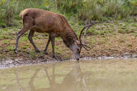 A Red Deer stag takes a drink from a woodland pool.