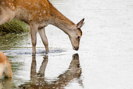 Red Deer calf (Cervus elaphus) drinking and looking into stream or river reflection
