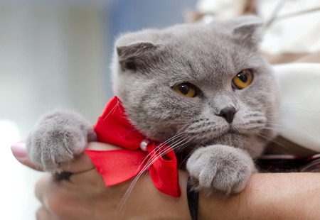 Large Grey Shorthair Cat With Yellow Eyes And Small Ears With