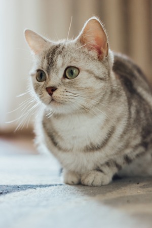 美しい猫 スコットランドストレート品種は 猫のカーペットの上に床に座っています の写真素材 画像素材 Image