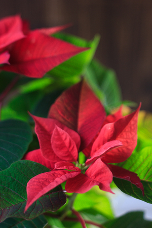 christmas poinsettia kind of christmas home plant red poinsettia leaves and flowers stock - Red Christmas Flowers christmas poinsettia kind of christmas home plant red poinsettia leaves and flowers stock - Red Christmas Flowers