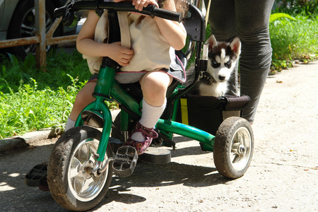 husky tricycle