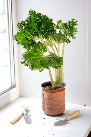 ベゴニアレタスの葉 ベゴニアのこの種の植物の名前 の写真素材 画像素材 Image