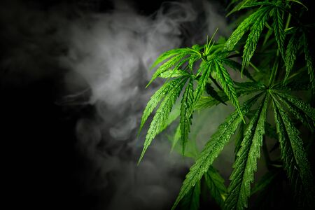 Cannabis(marijuana) leaves with dew and smoke on black and dark background(thai-stick strain) Stock Photo