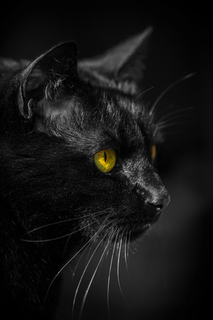 Portrait of a black cat