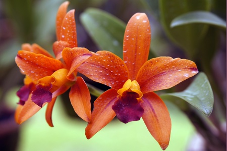 높은 산악 보르네오의 야생 난초입니다. 낙원은 잠 들어 버렸습니다. 스톡 콘텐츠