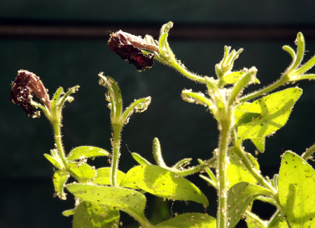 ペチュニア植物害虫ハダニ葉の上 の写真素材・画像素材. Image 73320590.